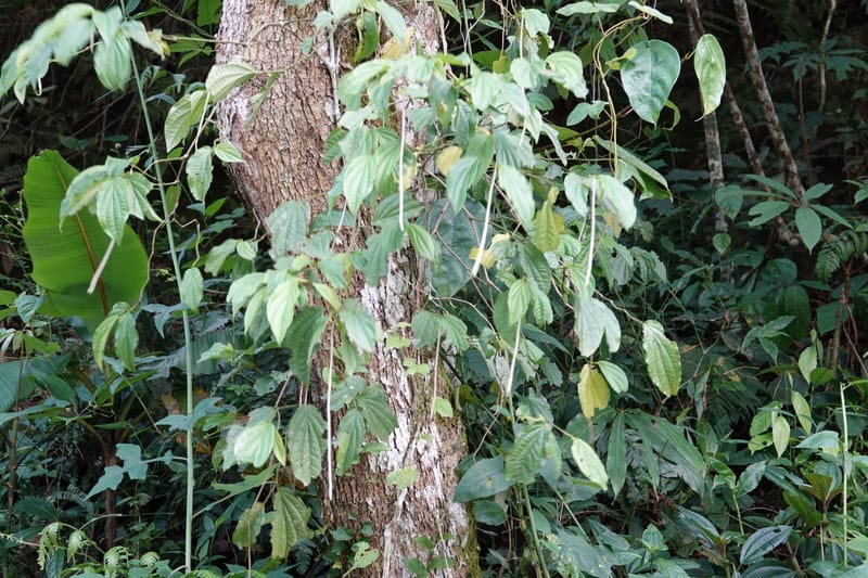 Piper bonii, D. Boufford 44107--China. Yunnan. Lao jun Shan. 30 Apr 2018. DSC00424 (380).JPG