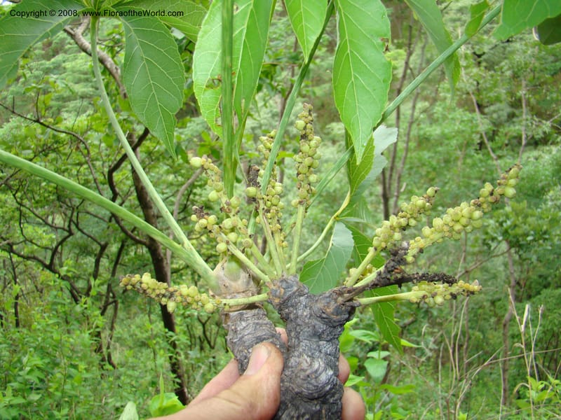 Cussonia arborea, RGereau7037--Tanz. Mbeya Rural Distr. Utengule Coffee Lodge. 26 Jan 08. 202.jpg