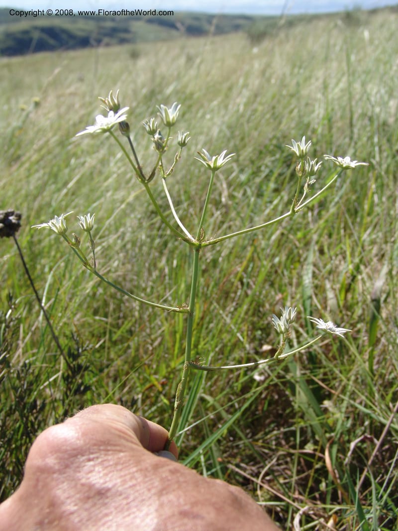 Alepidia longifolia--So.Africa. E. Cape. Umtamvuna Nat. Res. 11 Mch 05. 300.jpg