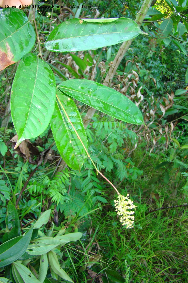 Mabea, Vasquez 34683--Peru. Loreto. Dist. Nauta. Miraflores, Rio Tigre. 8 Nov 08. 211.jpg
