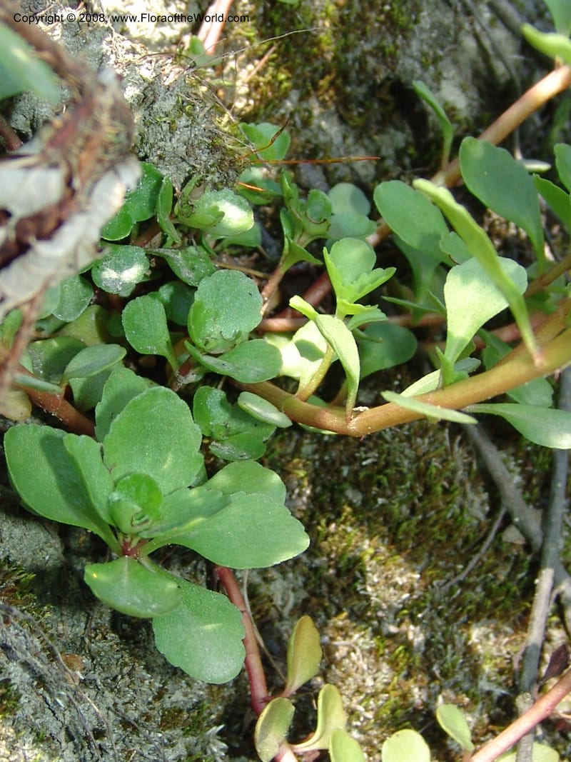 Sedum stoloniferum--Georgia. Lagodekhi  Forest Reserve. 11 Jun 05. 180.jpg