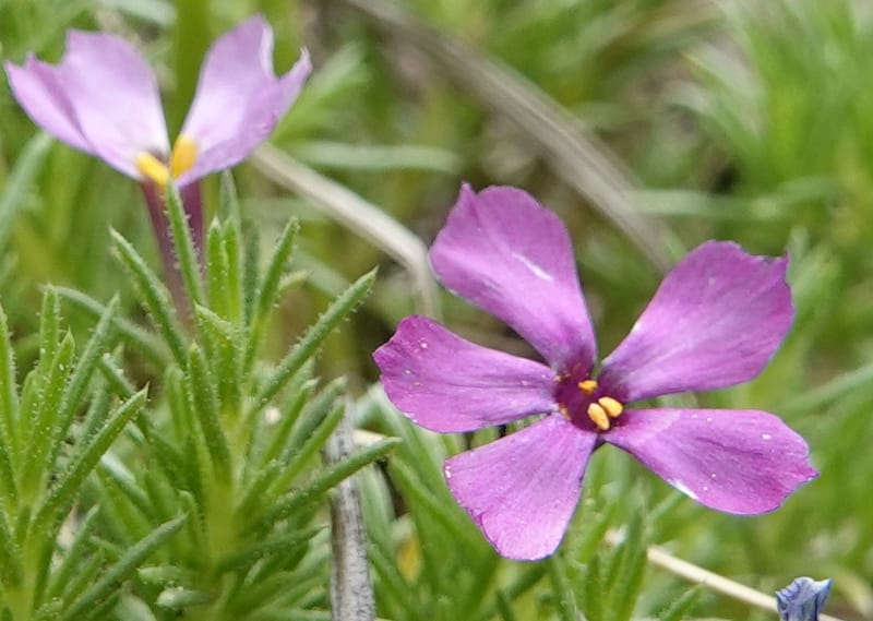 Phlox condensata, C. Davidson 13762--Oregon. Wallowa Co. Zumwalt.Trail Cr. Rd. 4 Jun 2018. DSC04078 (506).JPG