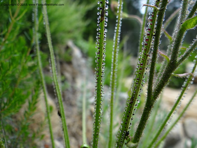 Drosophyllum lusitanicum, Davidson, C 12167--Spain. Andalucia. Parque Natural Alcornocales. 28 May 2013. DSC05381 (6).JPG
