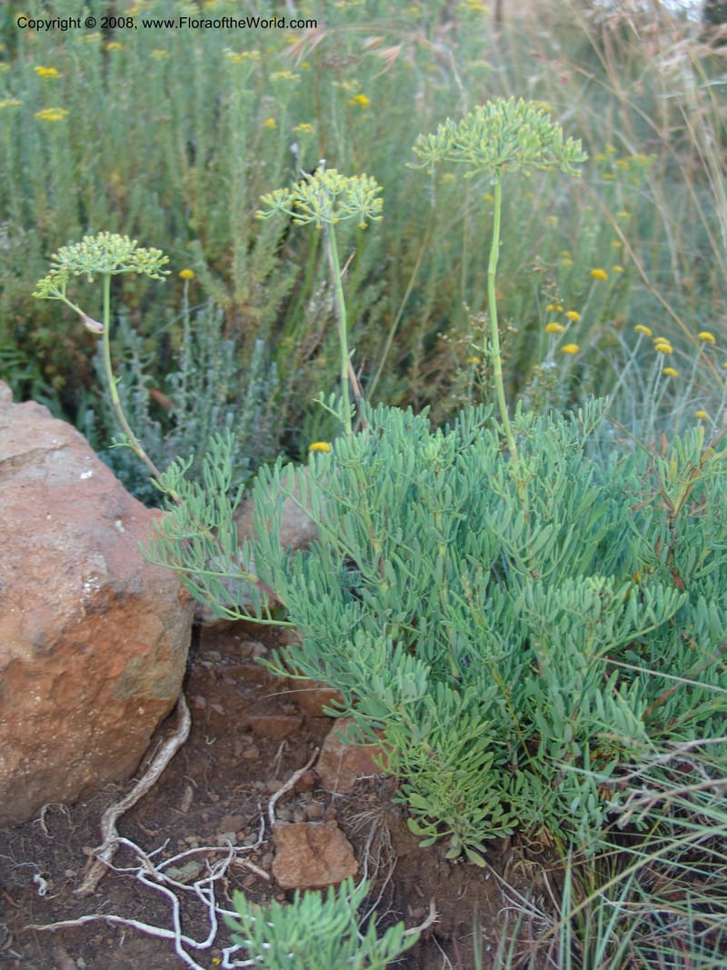 Peucedanum capense--So.Africa. E. Cape. Joubert's Pass, SE of Lady Gray. 9 Mch 05. 315.jpg