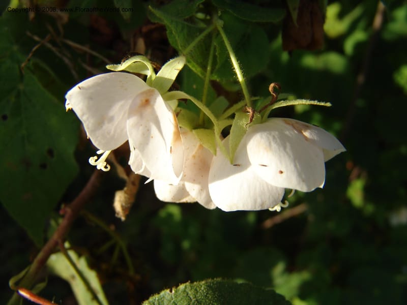 Dombeya torrida--Kenya. Brackenhurst Bot. Gard., Limuru. 26 Jun 04. 035.jpg
