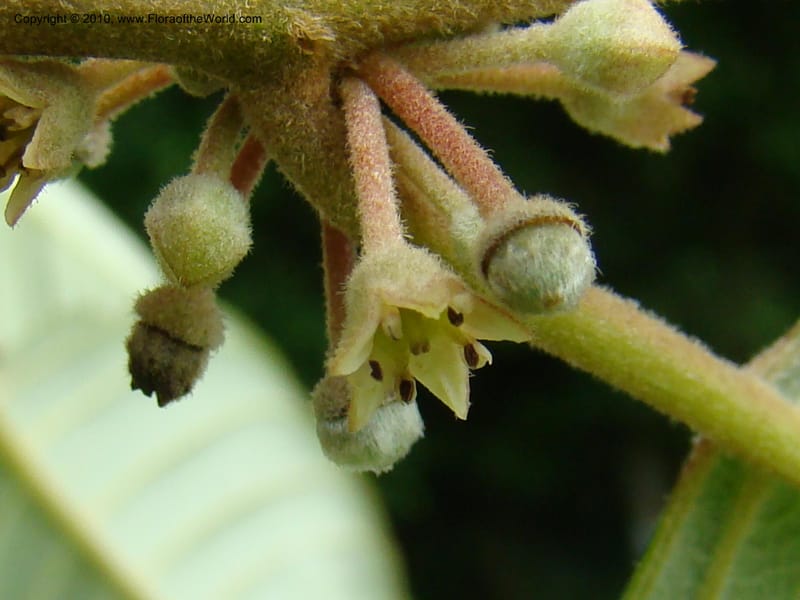 Rhamnus sharpii, B. Hammel 24579--Costa Rica. Hered. Volcan Barva. 9 Apr 08. 229 (12).jpg