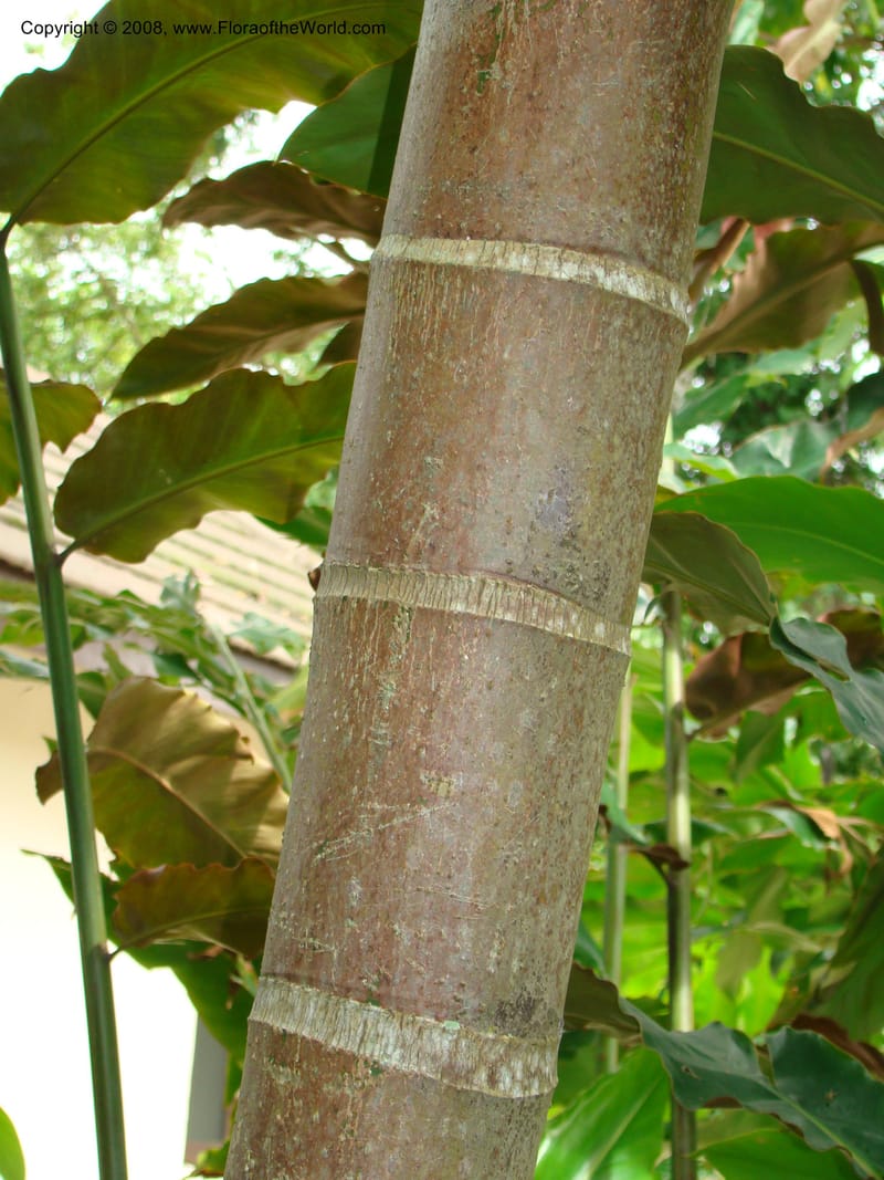 Areca catechu, 20041386B--Singapore Botanic Garden. 8-9 Mch 08. 085.jpg