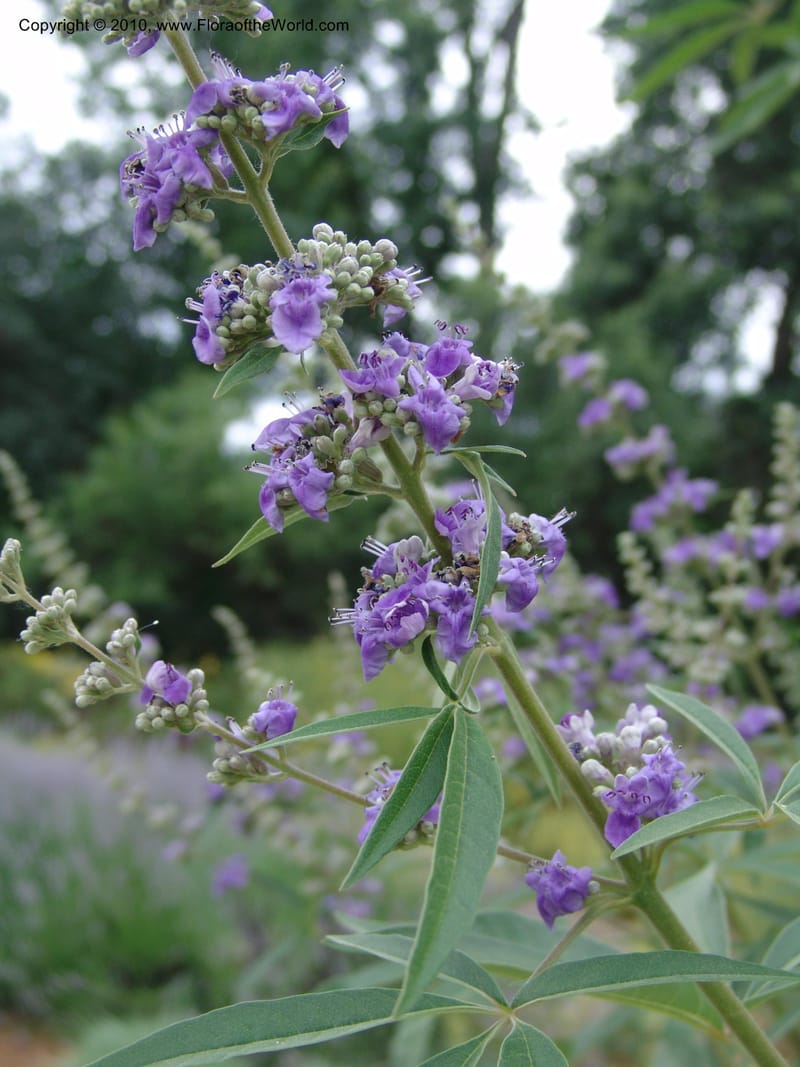 Vitex agnus-castus--CA. McConnell Arboretum, Redding. 4 Jun 07. 014.jpg