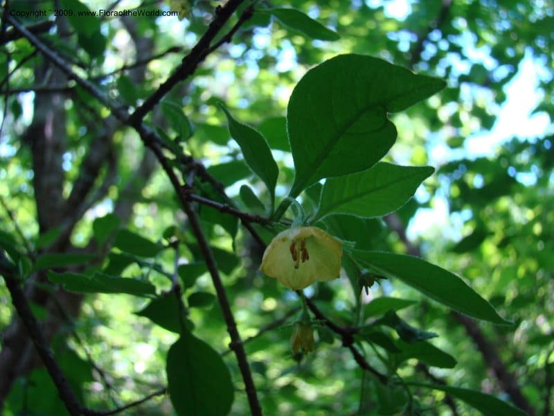 Saracha, WDStevens27284--Nicaragua. Matagalpa. Kukamonga N of Esteli. 17 Jun 08. 011.jpg