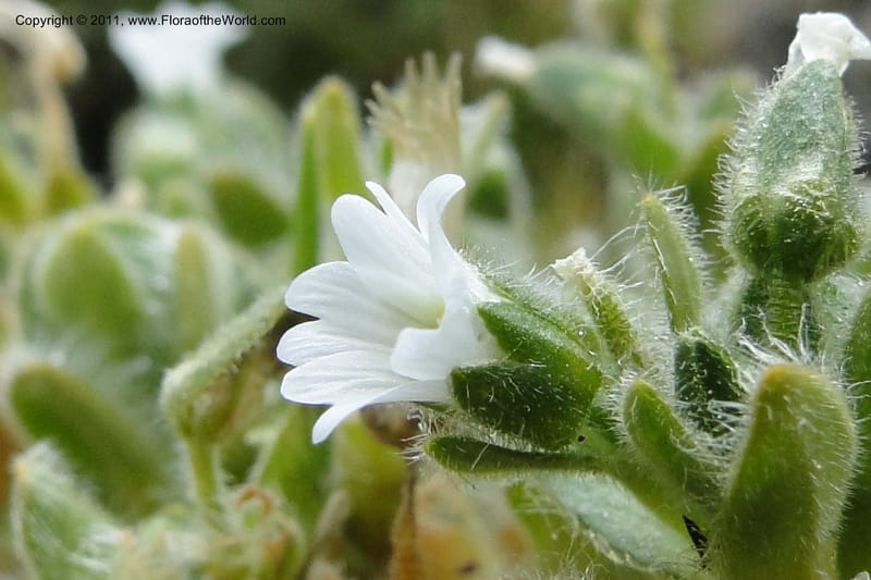 Cerastium, Ulloa 2014--Ecuador. Napo. Volcan Antesana. 2 Jun 2011. 174 (1).jpg