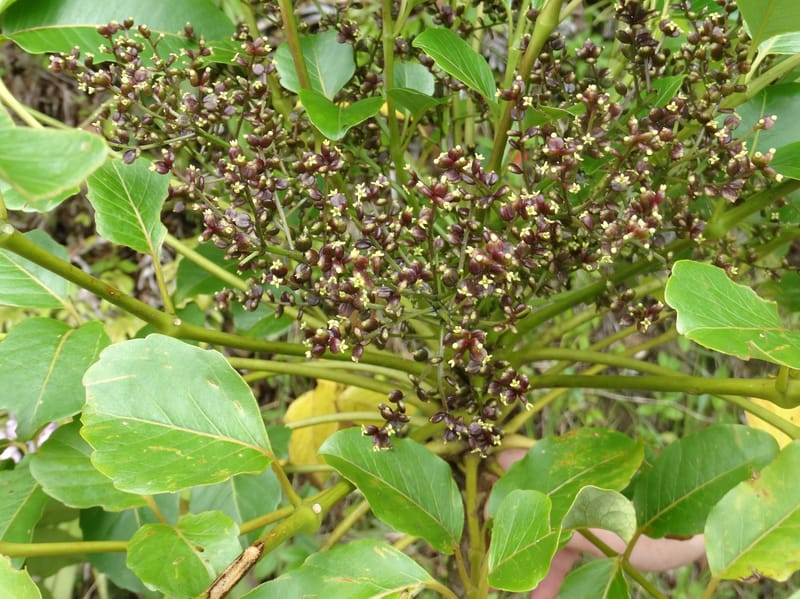 Plerandra grandiflora, Plunkett, G 3178-- Fiji. Delaikoro Mtn. 3 Nov 2015. DSC08393 (31).JPG