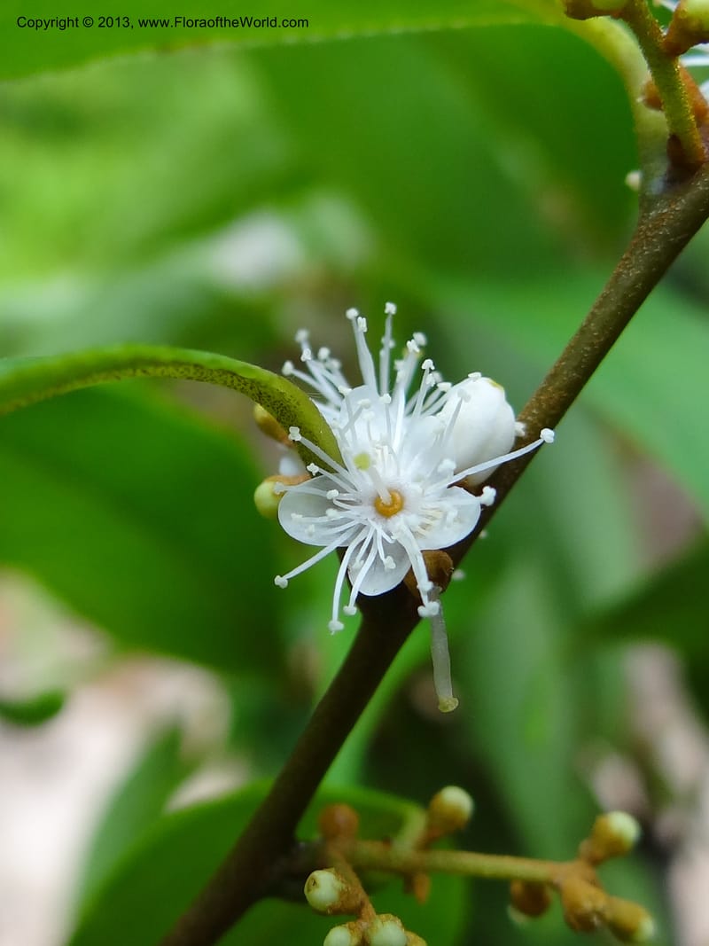 Symplocos, S.98876--Malaysia, Sarawak. Kubah Nat. Park. 28 Mar 2012. DSC05973 (145).JPG