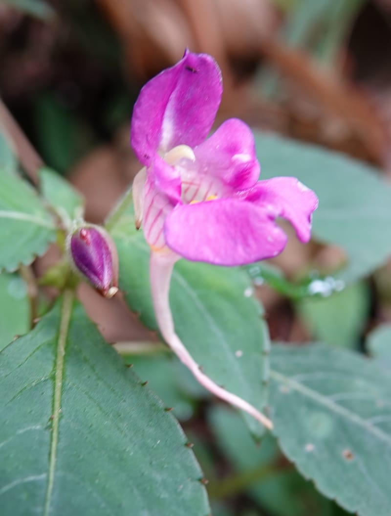 Impatiens bannaensis, D. Boufford 44157--China. Yunnan. Bu Long Shan. 6 May 2018. DSC02824 (274).JPG