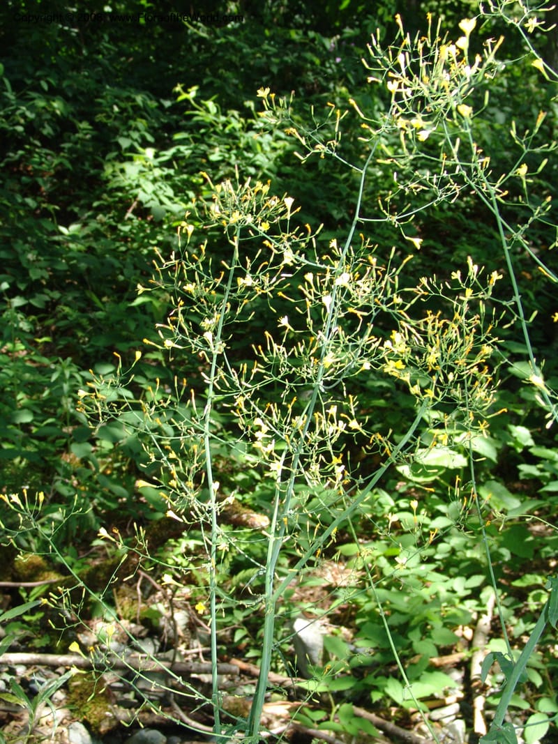 Lactuca saligna--Georgia. Lagodekhi  Forest Reserve. 11 Jun 05. 118.jpg