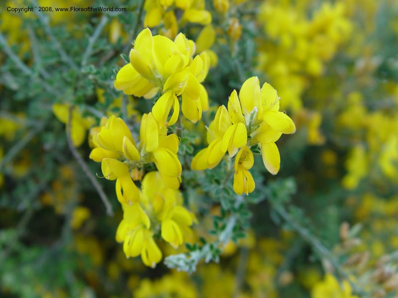 Genista canariensis--Spain. Barcelona Botanic Garden. 21 Apr 04.  084.jpg