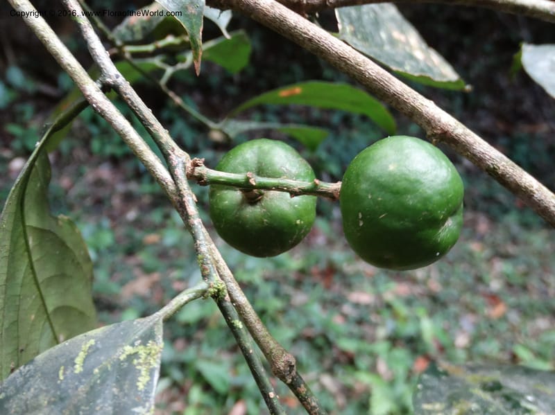 Xanthophyllum, Davidson, C 12912--Sabah. Sub-stesen Sayap. 26 Mar 2015. DSC00551 (93).JPG