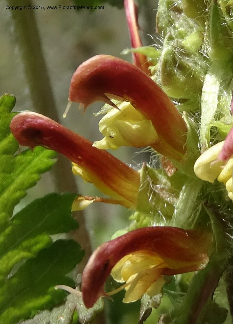 Pedicularis canadensis, Davidson, C 12963--North Carolina. Trans. Co. NC 215 and BRP. 12 May 2015. DSC04292 (68).JPG