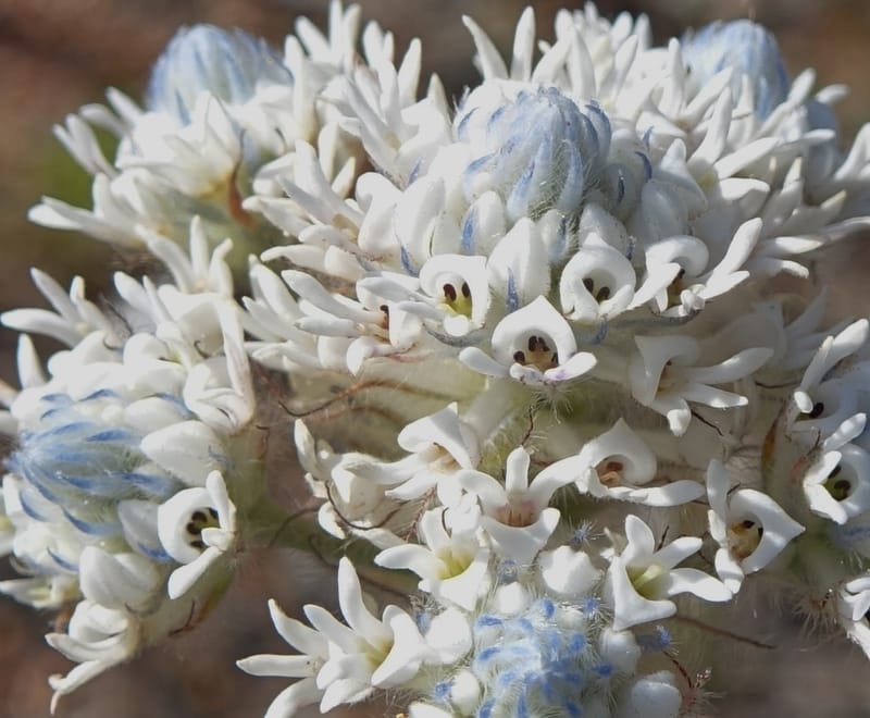 Isopogon dubius, C. Davidson 13384--Australia. W.A. Flora Rd. 22 Oct 2016. DSC03739 (201).JPG