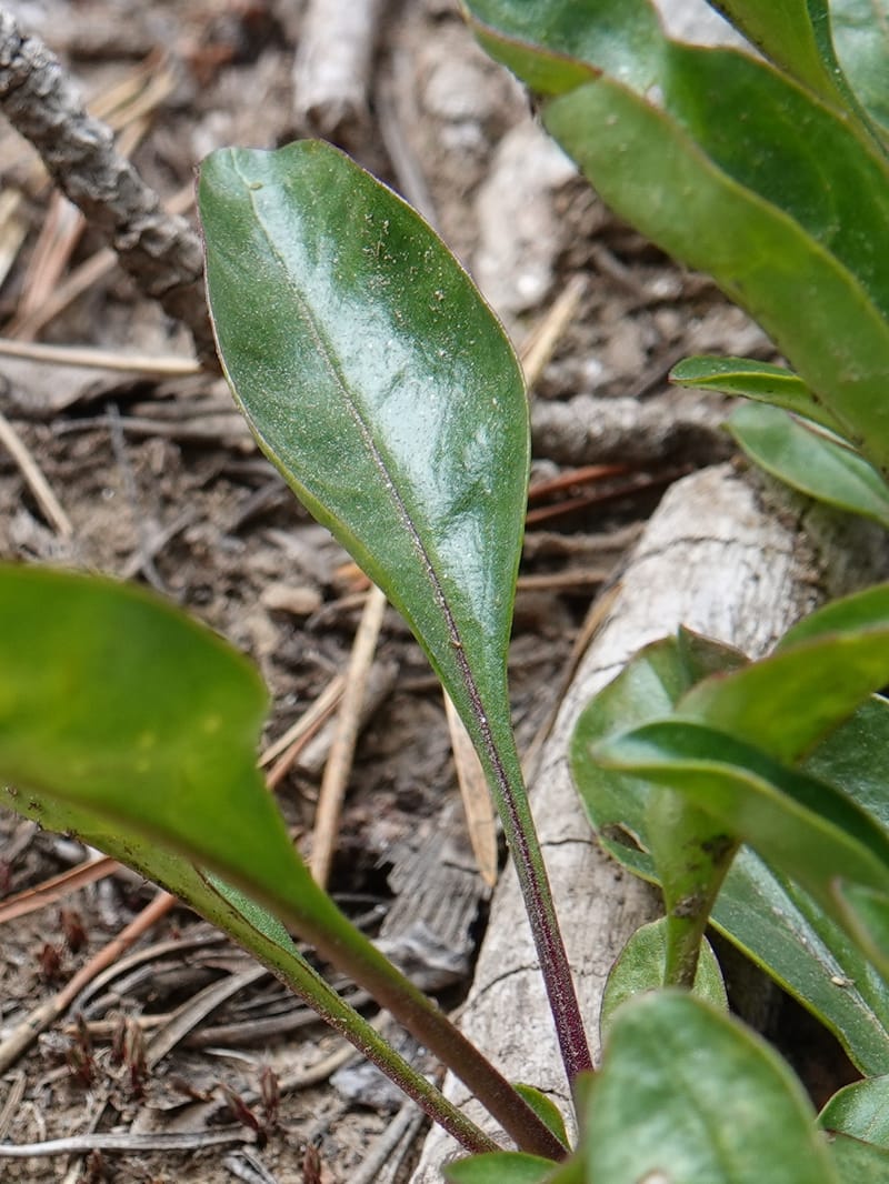Penstemon albertinus, C. Davidson 13840--ID. Shoshone Co. Freezeout Rd. FR 301. 10 Jul 2018. DSC06582 (271).JPG