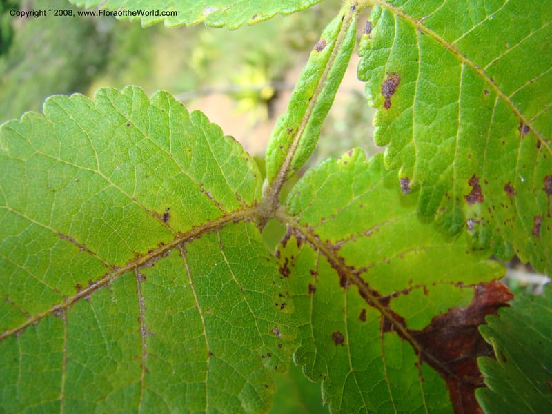 Bursera diversifolia, NMartinezM2420--MX. Chiapas. Jiquipilas. Cerro el Campanario. 14 Sep 08. 140.jpg
