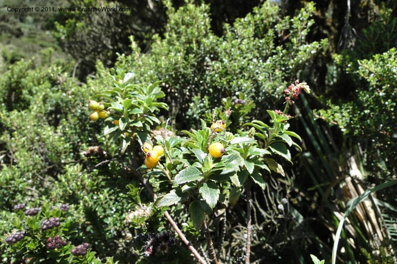 Ribes ecuadorense, Ulloa 2103--Ecuador. P. N. Sangay. 6 June 2011. 231 (12).jpg