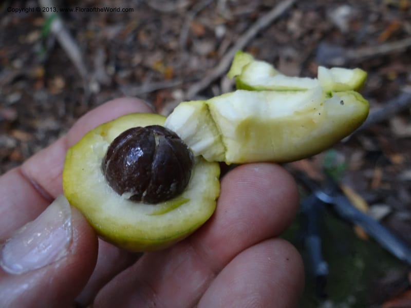 Gomortega keule, WDS 34081--Chile. Reserva Nac. Los Queules. 15 Feb 2013. DSC01158 (142).JPG