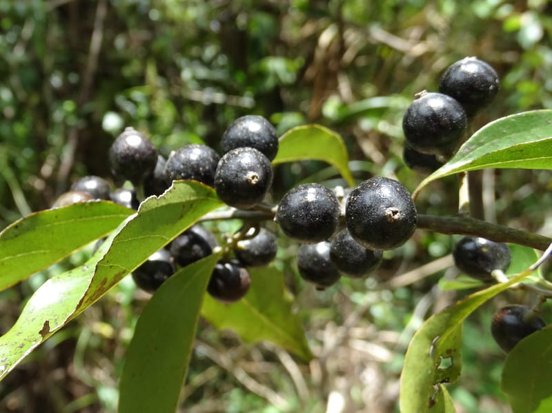 Cryptocarya, Lowry, P 7345--Fiji. Vesidrua Vill. 5 Nov 2015. DSC09215 (268).JPG