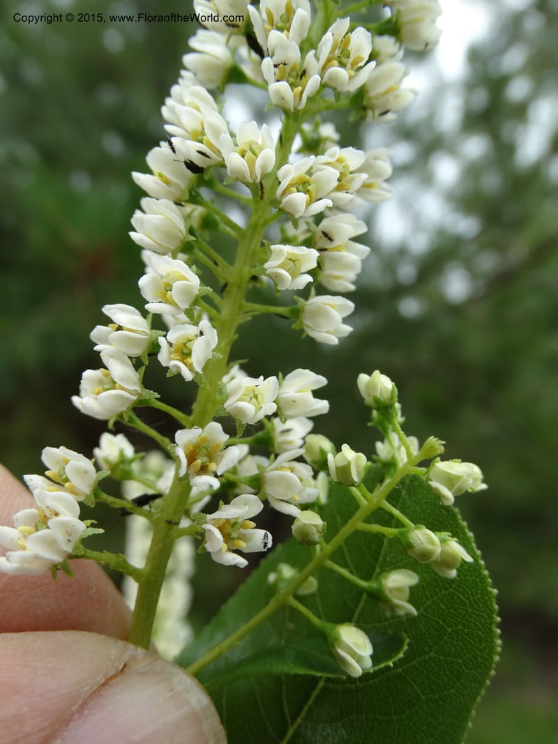 Escallonia pulverulenta, Davidson, C 12833--Chile. Cerro El Colorado, E of Talca. 28 Nov 2014. DSC08873 (58).JPG