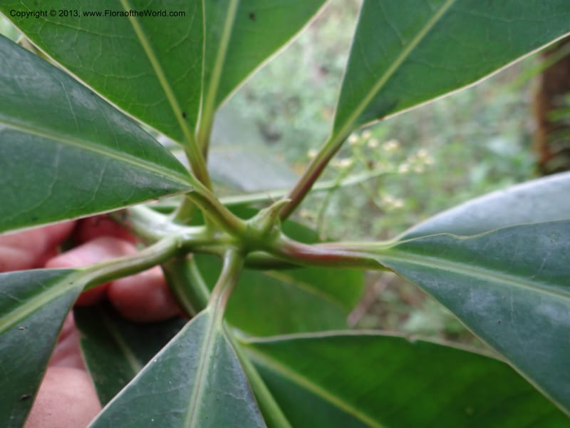 Meliosma simplicifolia, VC 5561--Thailand. Chiang Mai Prov. Doi Pha Hom Pok Nat. Park. 10 Nov 2012. DSC08349 (270).JPG