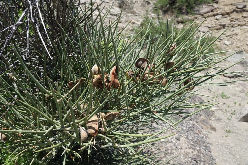 Ramorinoa girolae, Fortunato 13142--Argentina. Hwy 150, P.N. Ischigualasto. 7 Feb 2018. DSC09079 (169).JPG