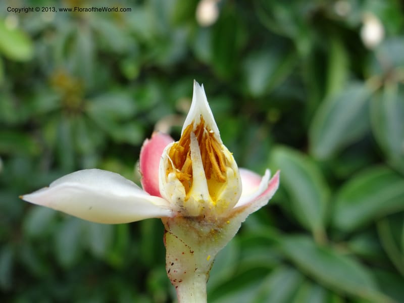 Anneslea fragrans, VC 5499--Thailand. Chiang Mai. Doi Inthanon Nat. Park. 8 Nov 2012. DSC07747 (159).JPG