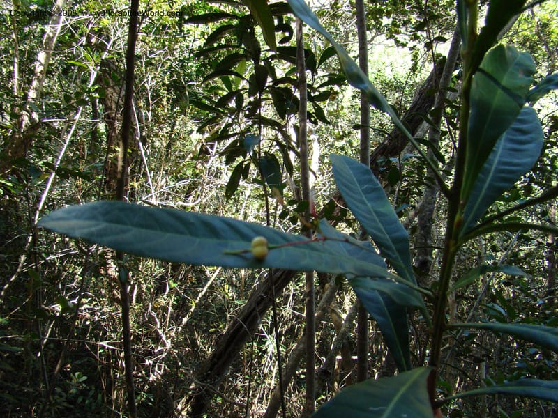 Cleidion, JMunzinger4654--N.Caled. Dumbea Dam in Dumbea Riv, S of Noumea. 11 Nov 07. 051.jpg