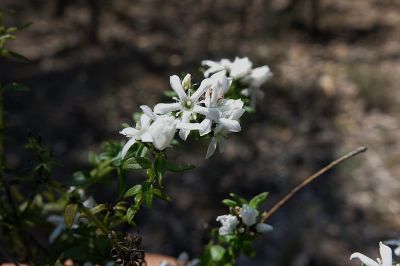 Logania serpyllifolia, Davidson, C 13471--Australia. W.A. Albany Hwy, odom 33.5. 28 Oct 2016. DSC05957 (9).JPG