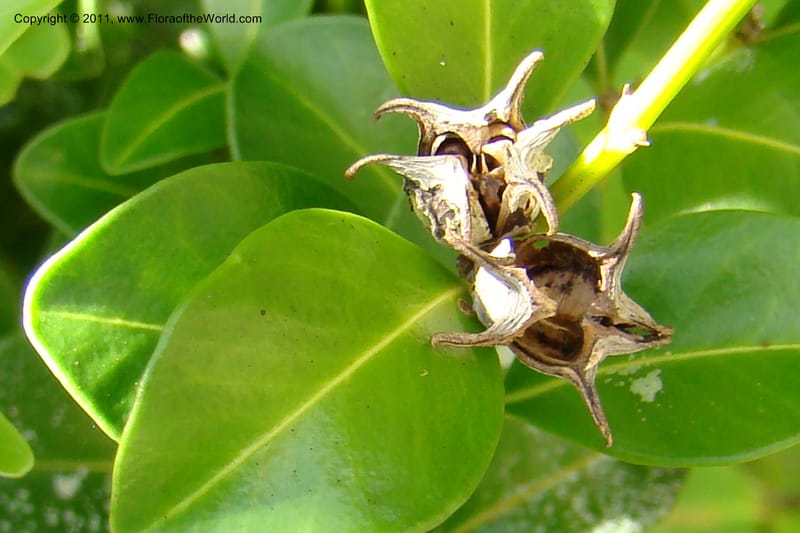 Buxus madagascarica, Razafindraibe 200--Madagascar. Prov. Fianarantsoa. RN 12. 14 Jan 09. 104 (8).jpg