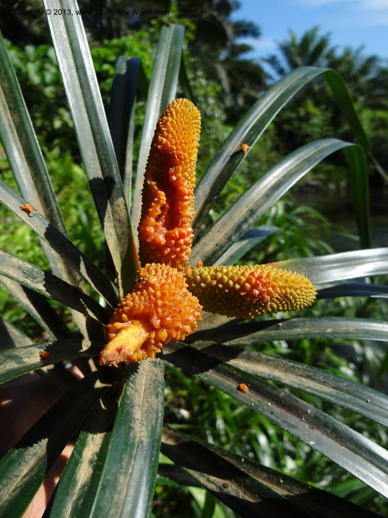 Freycinetia robinsonii var. meijeri, Callmander 1031--Malaysia. Sabah. Tahan Niaga Plantation. 8 Apr 2012. DSC07609 (41).JPG