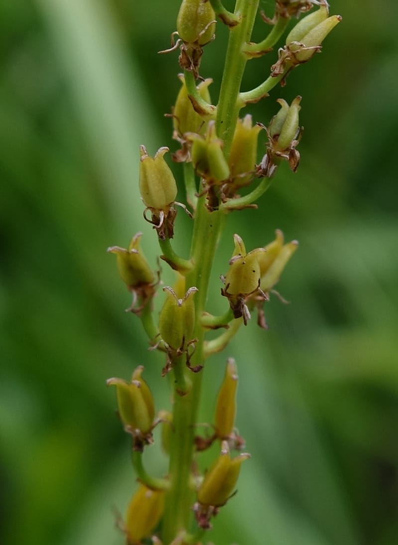 Japanolirion osense--Japan. Hokkaido. Teshio Exptl. For. 3 Aug 2016. DSC00757 (33).JPG