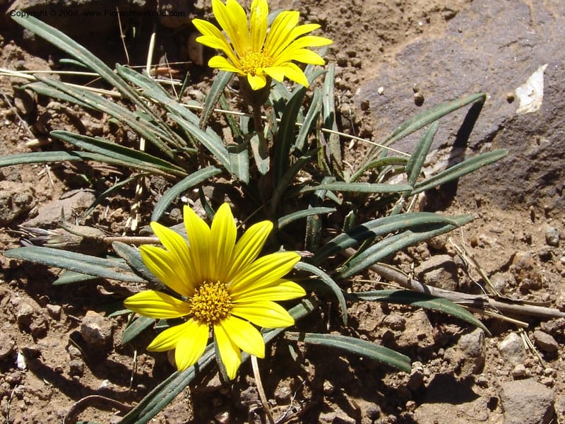 Gazania krebsiana--So.Africa. E. Cape. Joubert's Pass, SE of Lady Gray. 9 Mch 05. 089.jpg
