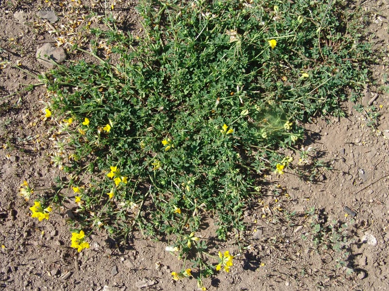 Lotus corniculatus, CDavidson10964--ID. Valley Co. For Serv Rd. 432, to Crestline Trail.  25 Jul 06. 002.jpg
