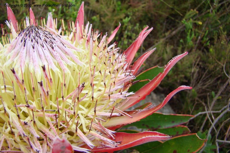 Protea cynaroides, C. Davidson 11499--South Africa. Marloth Nat. Res. Langeberg Mts. 22 Aug 09. 139 (6).jpg