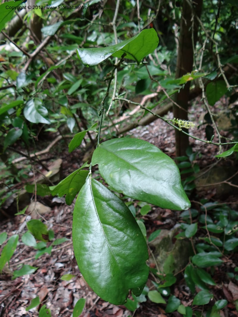 Urobotrya latisquama, VC 5585--Thailand. Prachuap Khiri Khan. Ma Rong Cave. 13 Nov 2012. (4).JPG