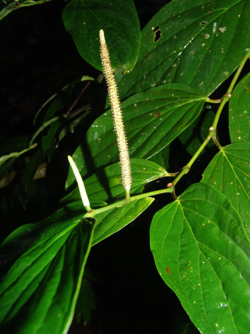 Piper crassinervium, AAraujoM1186--Bolivia. Pq. N. Madidi. Rio Tuichi, Rudidi Cr. 28 Nov 04. 174.jpg