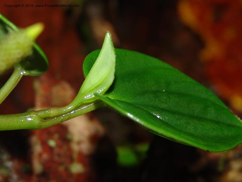 Peperomia, Croat 95709--Ecuador. Maquipucuna Biol. Res. Send. Princip. 11 Mar 06. 059 (4).jpg