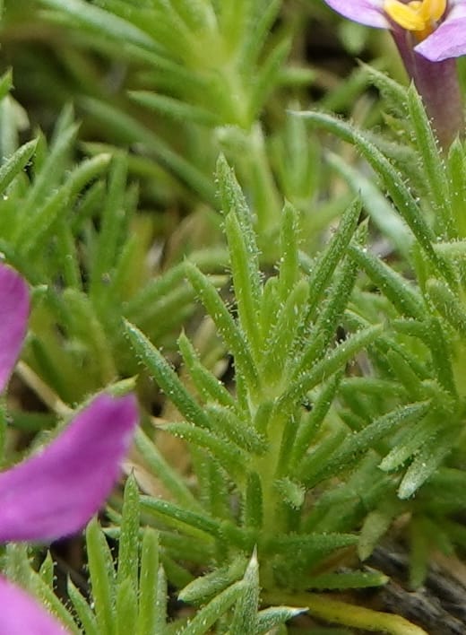 Phlox condensata, C. Davidson 13762--Oregon. Wallowa Co. Zumwalt.Trail Cr. Rd. 4 Jun 2018. DSC04078 (510).JPG