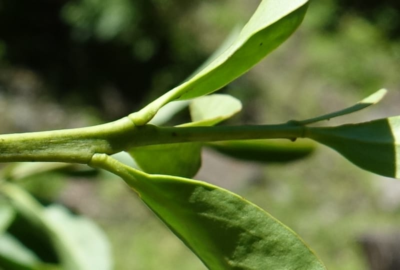 Taxillus delavayi var. delavayi, D. Boufford 43988--China. Sichuan. Yibailingba-gou. 12 Aug 2017. DSC04660 (570).JPG