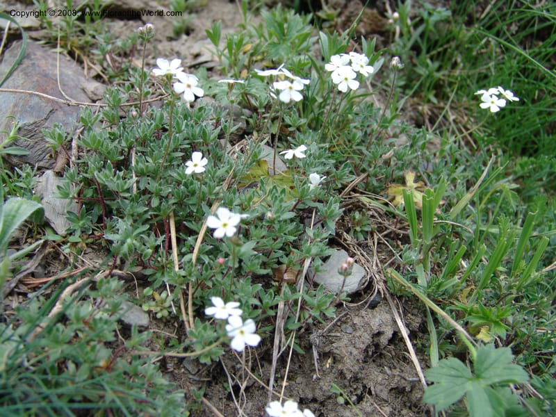 Androsace villosa--Georgia. Kazbeki . Trail-road to Sameba Church. 2 Jun 05. 155.jpg