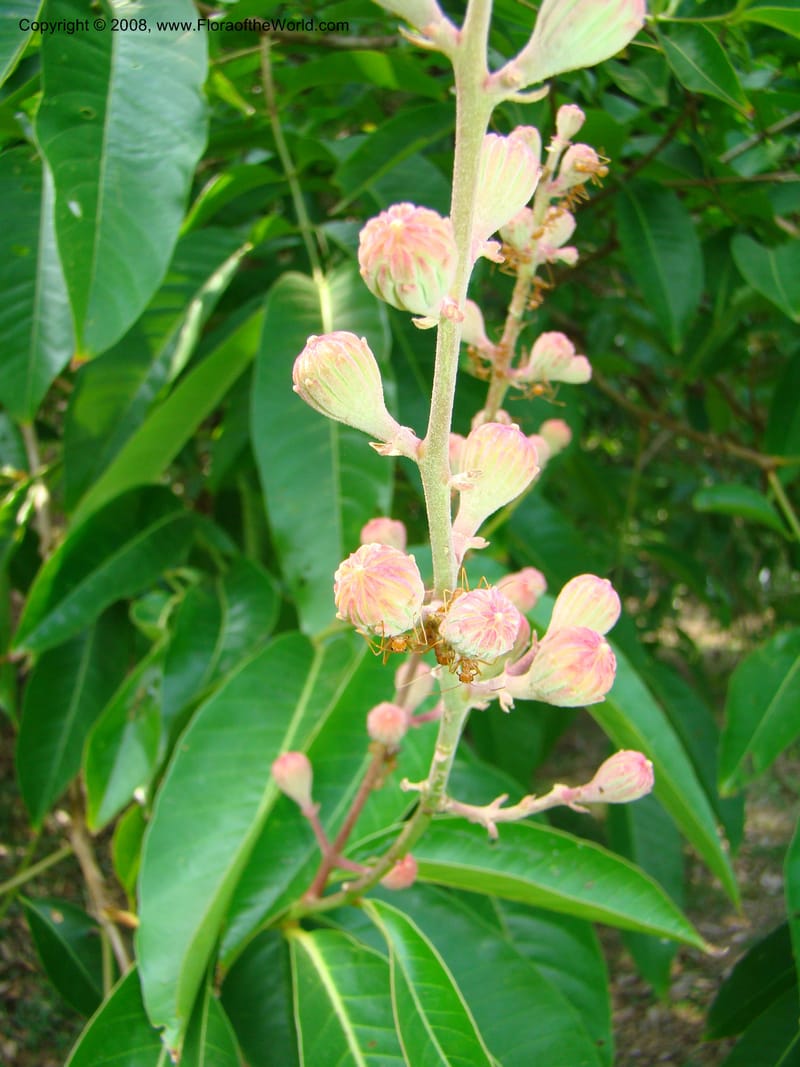 Lagerstroemia--Thailand. Queen Sirikit Arboretum, ca Khon Kaen. 11 Mch 08. 132.jpg