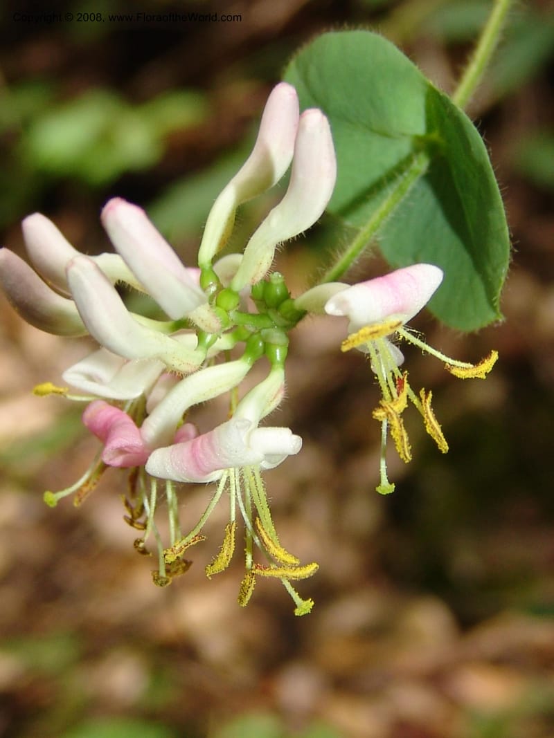 Lonicera hispidula v. vacillans, CDavidson11065--CA. Shasta Co. Lake Shasta. Waters Gulch Trail. 5 Jun 07. 191.jpg