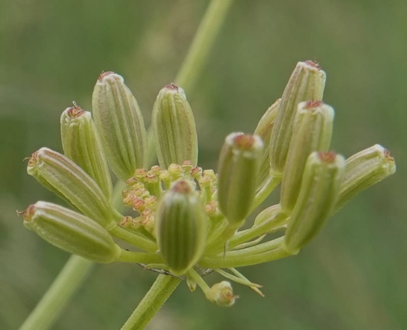 Lomatium triternatum, C. Davidson 13753--Oregon. Wallowa Co. Zumwalt.Trail Cr. Rd. 4 Jun 2018. DSC04078 (111).JPG