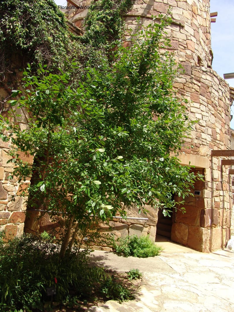 Ilex decidua--TX. Johnson Wildflower Center. 13 Jun 04. 232.jpg