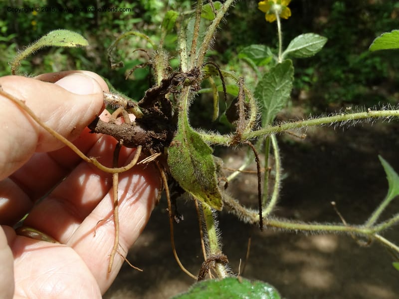 Chrysogonum virginianum, Davidson, C 13044--South Carolina. Oconee Co. Brasstown Cr. 19 May 2015. DSC06413 (42).JPG